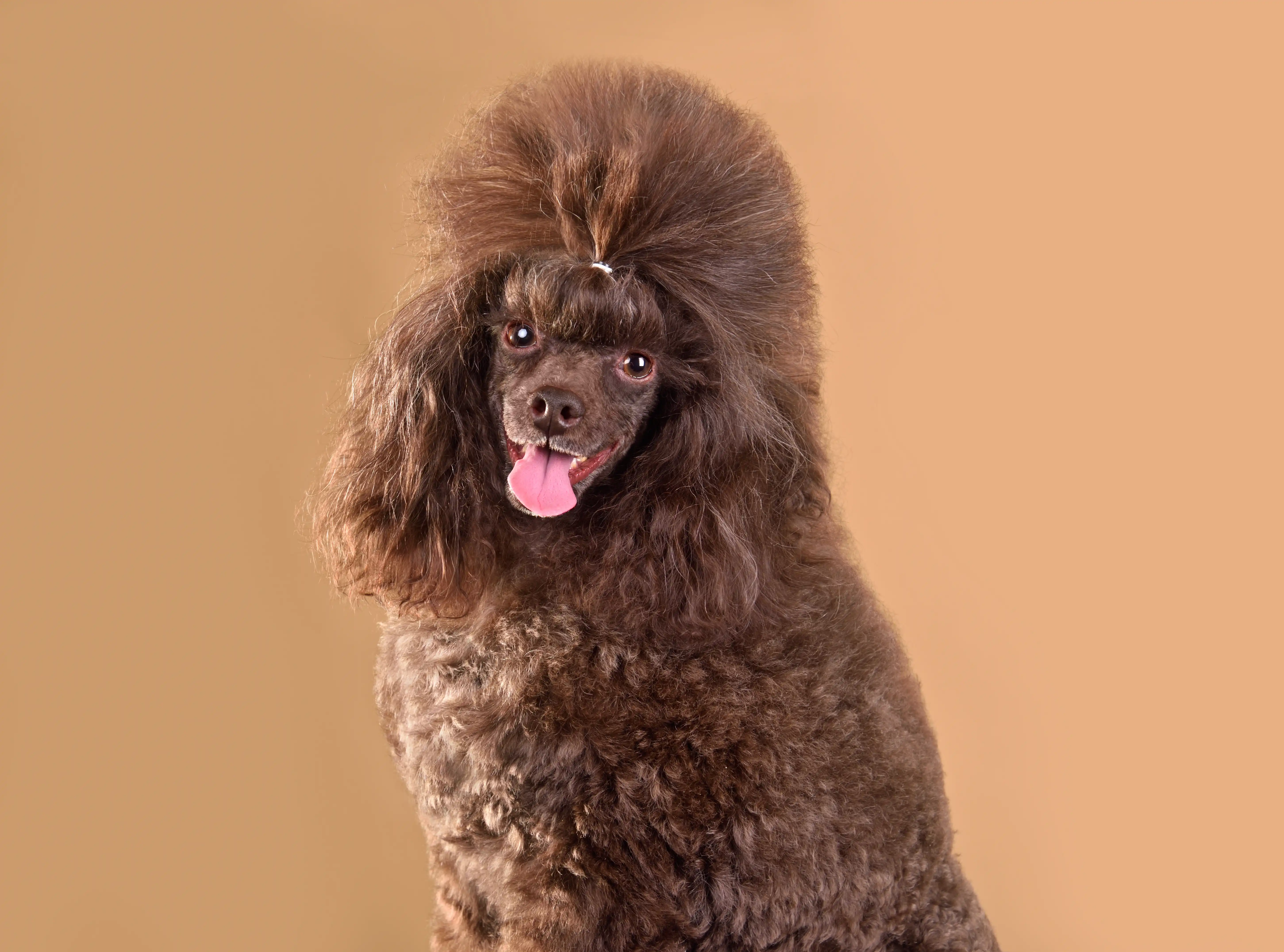 Dog Groomer